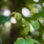 KOWA SUPER PROMINAR-16 50MM.F1.5 M39 MOUNT