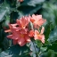 TOKINA AF 28-80MM. F3.5-5.6 KA/PK MOUNT
