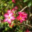MEYER GORLITZ GERMANY KINON SUPERIOR 50MM. MODIFIED SONY E MOUNT
