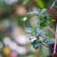 CANON LENS FL 50MM.F1.4 II FL MOUNT