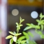 SUPER TAKUMAR 55MM.F2 M42 MOUNT