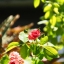 INDUSTAR-26M 50MM.F2.8 M39 MOUNT