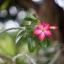 NIKON NIKKOR-S.C AUTO 55MM.F1.2 NIKON NON AI MOUNT