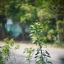 KOWA SUPER PROMINAR-16 50MM.F1.5 M39 MOUNT