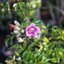 SMC PENTAX-A ZOOM 35-70MM.F4 PK MOUNT