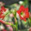 KINO-SANKYO 38MM.F1.4 MODIFIED M4/3 MOUNT