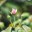 FUJI FUJINON-EP 50MM.F3.5 MODIFIED M4/3 MOUNT