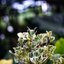 OLYMPUS G.ZUIKO 42MM.F1.7 MODIFIED M39 MOUNT
