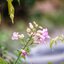 SANKYO KOKI JAPAN KOMURA 105MM.F2.5 NIKON NON AI MOUNT
