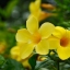 SIGMA ZOOM-MASTER 35-70MM.F2.8-4 MACRO MD MOUNT