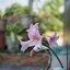 CANON LENS 50MM.F1.8 CANON M39(LTM) MOUNT