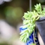 CANON LENS FD 50MM.F1.4 S.S.C. FD MOUNT
