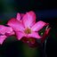Nikon AF NIKKOR 75-300mm f/4.5-5.6 MACRO AIS MOUNT