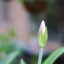 CANON LENS FL 50MM.F1.8 FL MOUNT