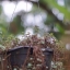 MINOLTA MC ROKKOR-PF 55MM F1.7 MD MOUNT