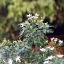 SIGMA ZOOM-MASTER 35-70MM.F2.8-4 MULTI COATED MACRO OM MOUNT