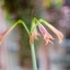 CANON LENS FL 50MM. F1.4 II FL MOUNT