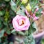 PENTACON AUTO 29MM.F2.8 MULTI COATING M42 MOUNT