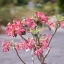 NIKON NIKKOR 50MM. F1.4 NON AI MOUNT