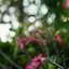 SMC PENTAX-M 150MM.F3.5 PK MOUNT