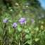 YASHICA YASHINON-DX 45MM.F1.4 MODIFLY NEX MOUNT