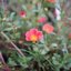 MINOLTA LENS 35MM.F2.8 MODIFIED M39 MOUNT
