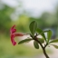 MINOLTA AUTO ROKKOR PF 55MM. F1.8 MD MOUNT