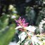 CANON LENS 135MM.F3.5LTM CANON LTM(M39) MOUNT
