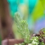SMC PENTAX-M 50MM.F1.4 PK MOUNT
