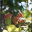 PENTACON AUTO 29MM.F2.8 MULTI COATING M42 MOUNT