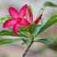 MINOLTA MD 50MM. F1.7 MD MOUNT