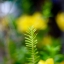SMC PENTAX-M 50MM.F1.4 PK MOUNT