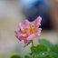 Olympus G.Zuiko Auto-S 40mm. F1.4 Pen F Mount