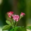 PENTACON AUTO 135MM.F2.8 MC M42 MOUNT