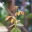 MINOLTA MD W. ROKKOR 35MM. F2.8 MD MOUNT