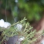 AUTO MAMIYA/SEKOR 55MM.F1.8 NIKON AI MOUNT