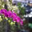 YASHICA COLOR YASHINON DX 35MM.F1.8(RF coupling) MODIFIED M39 MOUNT