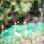 YASHICA COLOR YASHINON-DX 45MM.F1.7 MODIFIED M39 MOUNT