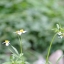 Vivitar 135mm F2.8 Auto Telephoto Mount M42