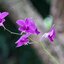 TAKUMAR 105MM.F2.8 M42 MOUNT