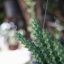 PENTACON AUTO 29MM.F2.8 MC. M42 MOUNT
