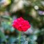 SMC PENTAX-F 100MM.F2.8 MACRO PENTAX AF K MOUNT