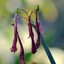 ZENIT TAIR-3S 300MM.F4.5 M42 MOUNT