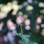 FUJINON 55MM. F1.8 M42 MOUNT