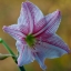 COSINA AUTO FOCUS LENS 75-200MM.F4.5 MC MACRO OM MOUNT