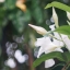 SAKAR ZOOM MACRO 85-210MM.F4.5 FD MOUNT