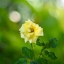 NIKKOR -S Auto 50MM.F1.4 NON Ai MOUNT