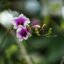 16KP-50MM.F1.2 MODIFY SONY E MOUNT