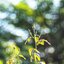 NIKON AF NIKKOR 50MM.F1.4D AIS MOUNT(NO.6)