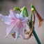 MINOLTA MC TELE ROKKOR-QF 200MM. F3.5 MD MOUNT